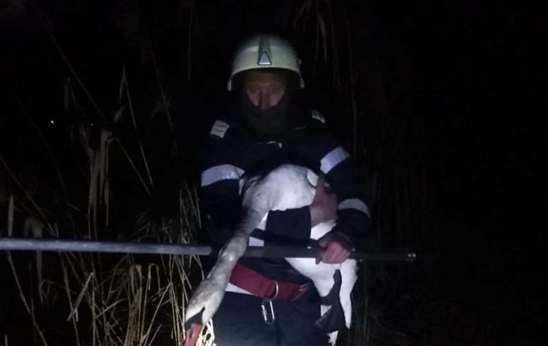 O lebădă rănită, salvată de către pompieri militari din apele râului Târnava Mică