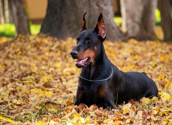 Doberman