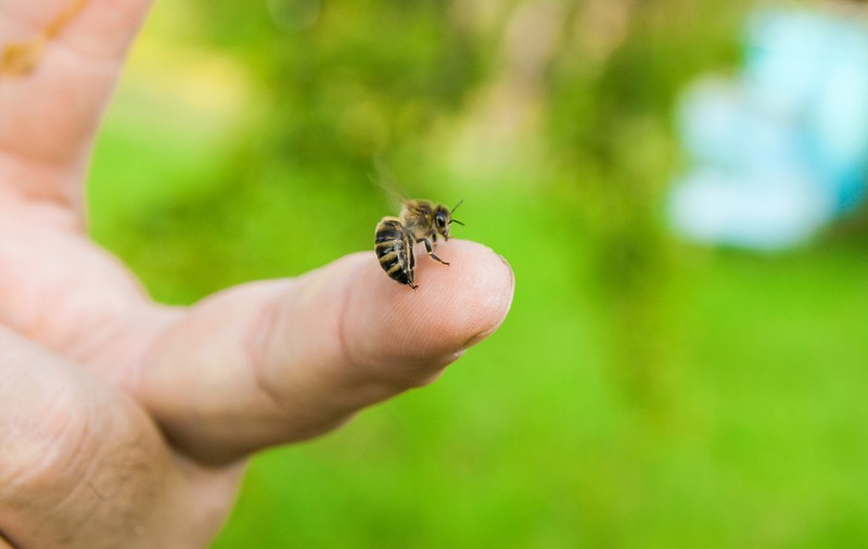 Ce faci dacă te înțeapă o albină - remedii naturale și precauții