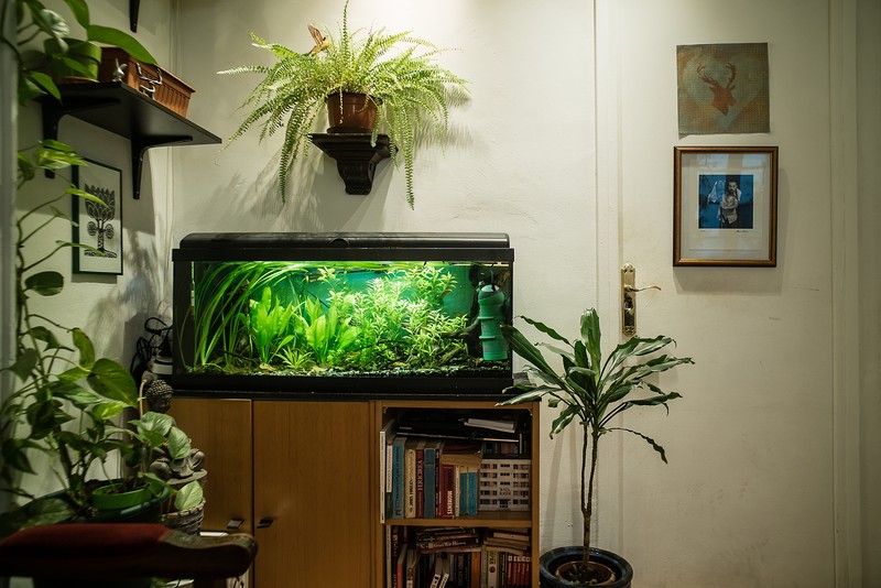 Foto