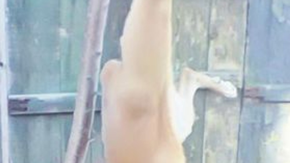 Arhiva foto