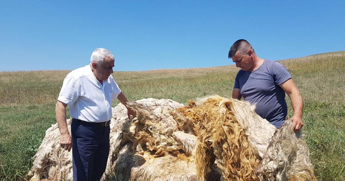 Ministrul Petre Daea, despre obsesia lui pentru oi
