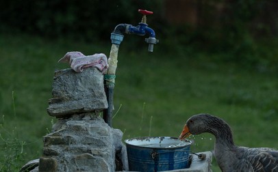 Primii spectatori sosiți au fost rațele, gâștele și pisicile