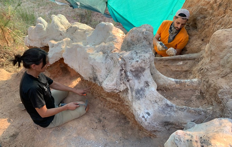 Un schelet gigantic de dinozaur a fost găsit într-o grădină din Portugalia