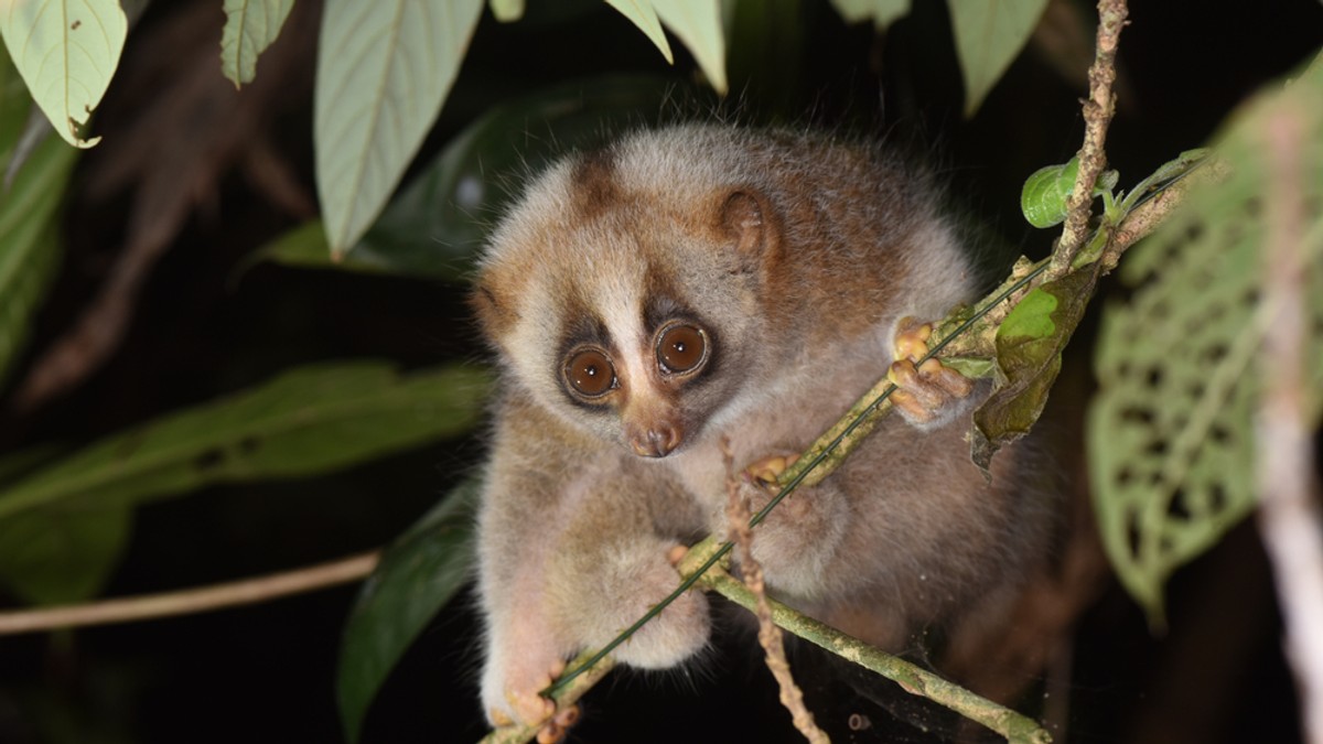 Loris