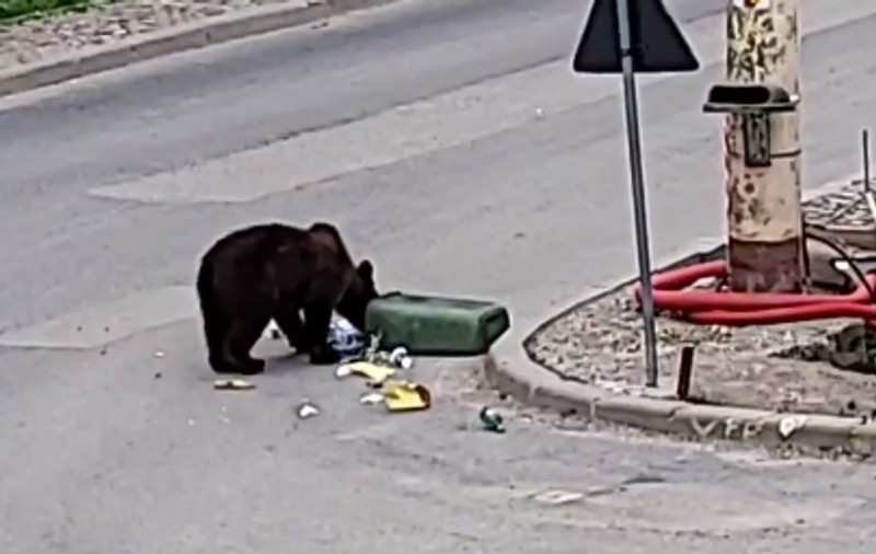 Urs filmat la Sinaia în timp ce rupe un coş de gunoi în căutare de hrană. Cum comentează primarul