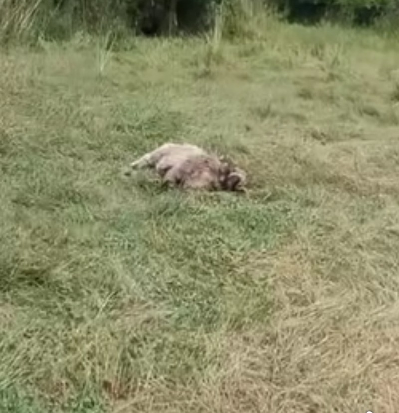 Foto