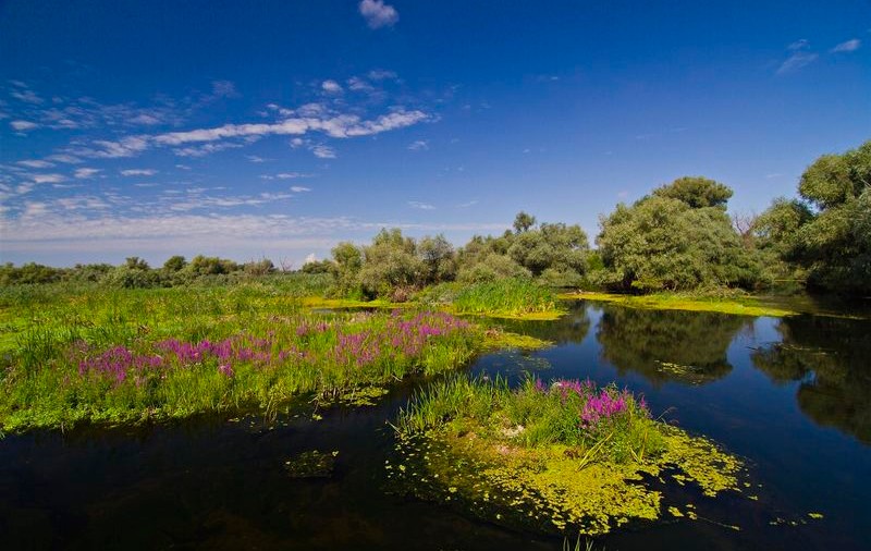 (P) Fenomenul unic care se produce în Delta Dunării