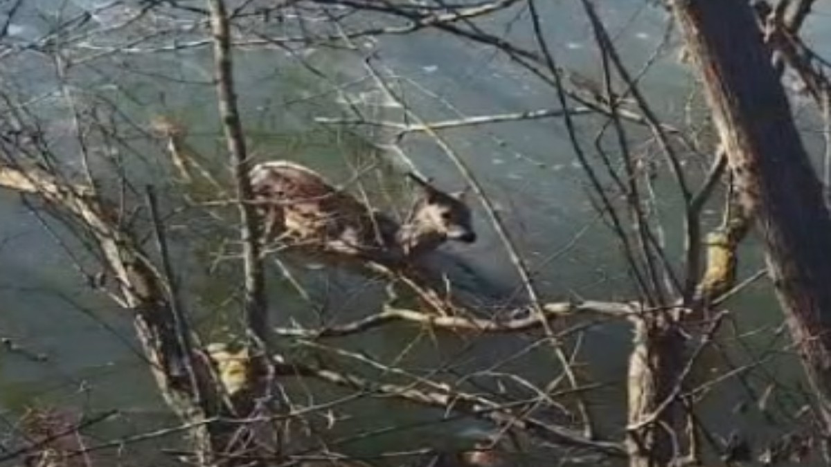 Pui de căprioară scos aproape înghețat din iazul Șomuz Foto:Captură Video