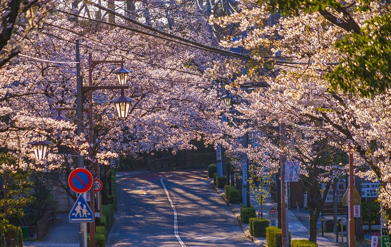 Cireșii din Kyoto au înflorit mai devreme decât oricând în ultimii 1.200 de ani, un semn al încălzirii globale