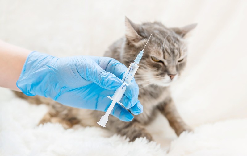 Pisica adusă la veterinar „a smuls” seringa din mâinile doctorului și i-a înțepat ajutorul, în Germania. Asistentul a ajuns la spital