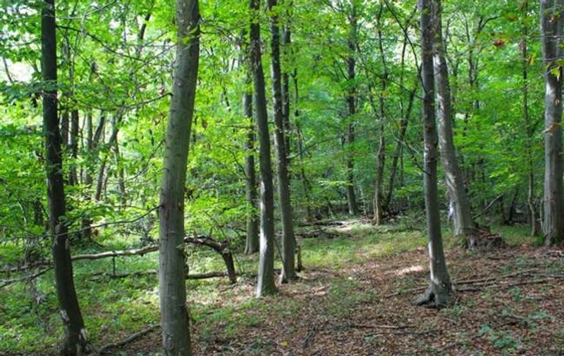 Un copil a dispărut într-o pădure din Timiș. Ieșise cu educatoarea și colegii pentru activități în natură