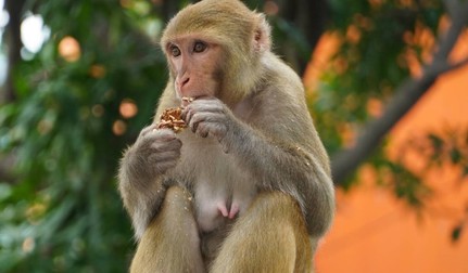 Puii de animale răpiți de maimuțe ajung, într-un final, să aibă o soartă tragică. Foto: Freepick