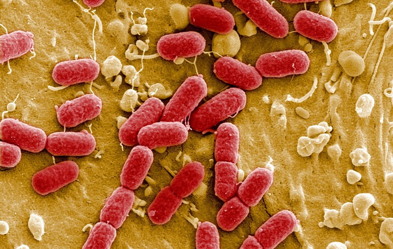 Germania: bacteria mutantă E.coli ar putea proveni de la seminţele germinate în Saxonia Inferioară
