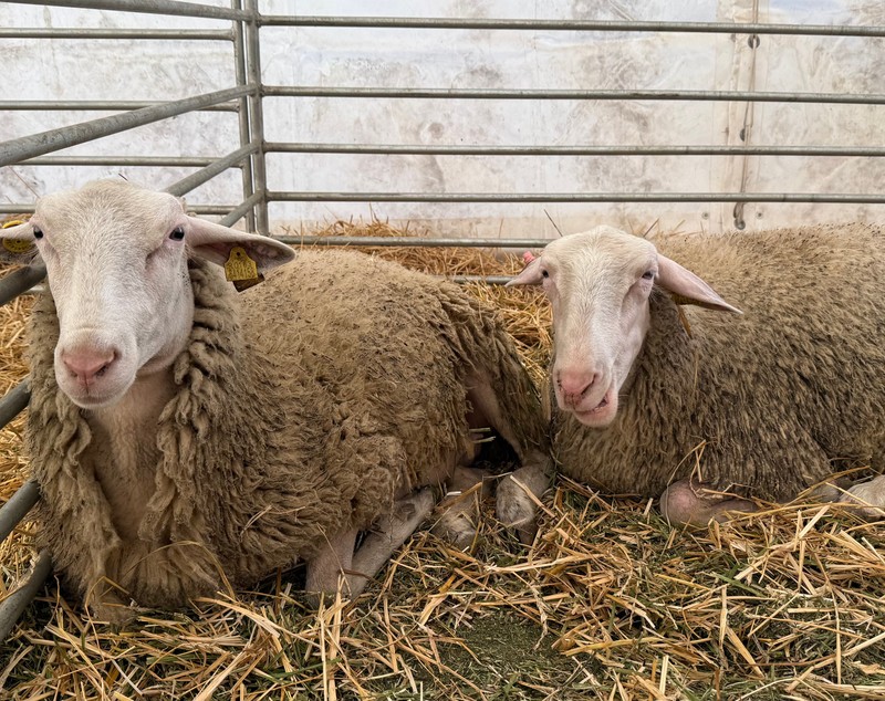 „Vaca mea produce peste 50 de litri pe zi. O iubim ca pe un membru al familiei”. Cum arată o zi de weekend la Indagra, cel mai mare eveniment agricol din România