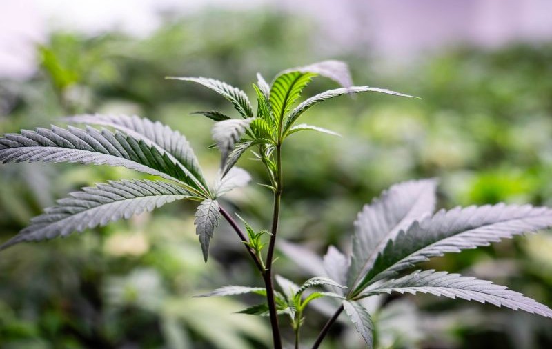 Fetiță de trei ani drogată cu marijuana, adusă la Spitalul Județean Constanța. Mama a spus că micuța a mâncat bomboane