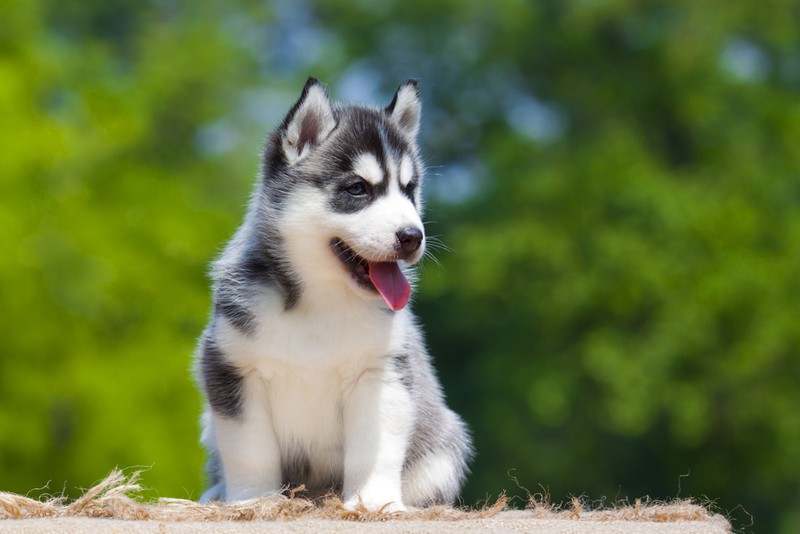 Pui de Husky Siberian