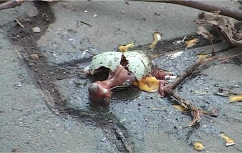 Imagini macabre! Zeci de cuiburi de ciori, cu ouă și pui, distruse la Ploieşti