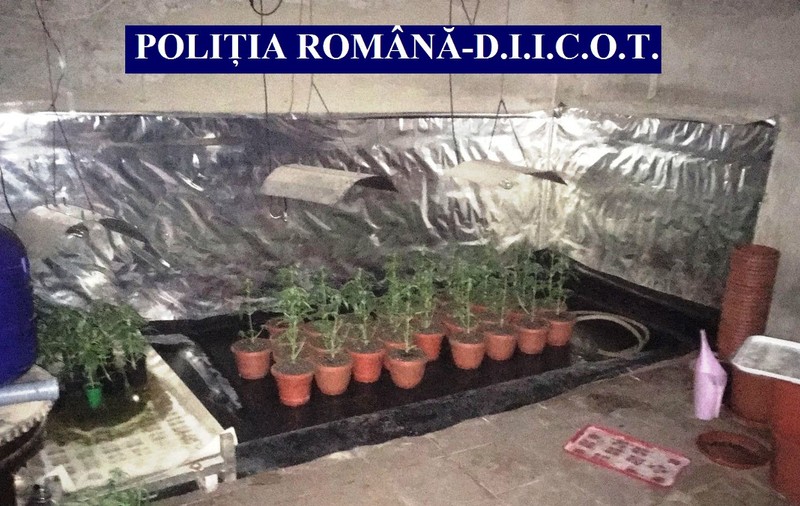 Bărbat din Maramureș, prins cu 4 kilograme de cannabis în portbagaj. Surpriza de  la perchezițiile de acasă