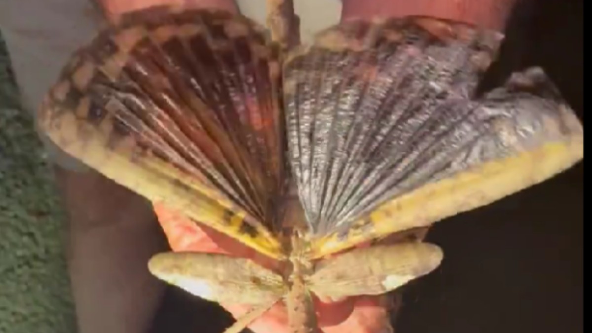 Insecta-băț are dimensiunea unei mingi de golf. Foto Captură video