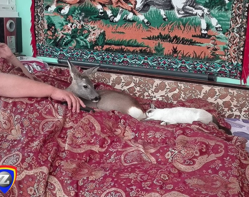 Pui de căprioară adoptat de doi soți din Târgu Neamţ, ambii în scaun cu rotile | FOTO