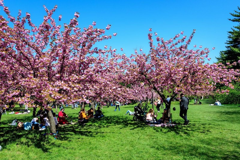 Bucharest, Romania, 25 April 2021 Large cherry trees with many pink flowers in full bloom in the Japanese Garden from King Michael I Park (former Herastrau) in a sunny spring day, sakura