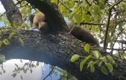 Un pui de urs a fost salvat de jandarmi după ce a rămas blocat într-un copac, în județul Mureș  | VIDEO