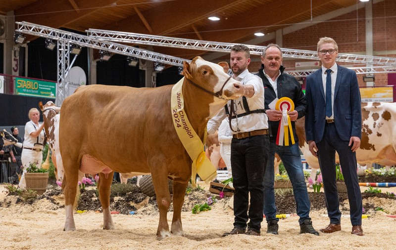 Un taur din rasa Simmental a fost vândut cu o sumă-record, la o licitație din Bavaria | VIDEO