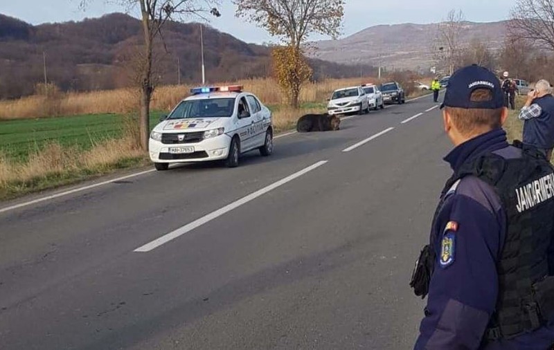 Acuzațiile unei asociații de protecţie a urşilor, după cazul din Harghita: "Nu s-a intervenit, de teama unui dosar penal. Ministrul a semnat «ca primarul» uciderea animalului"