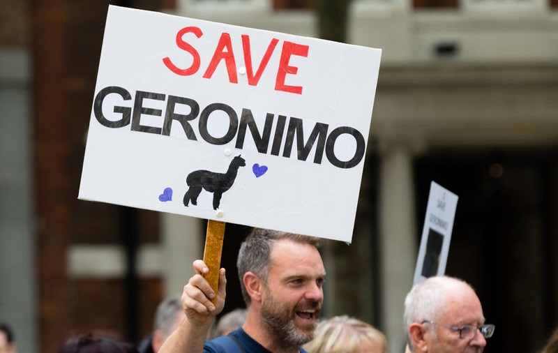 Alpaca Geronimo, animalul care a provocat un scandal juridic în Marea Britanie
