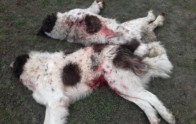 Câinii unei familii din Botoșani au fost împușcați în timpul unei partide de vânătoare
