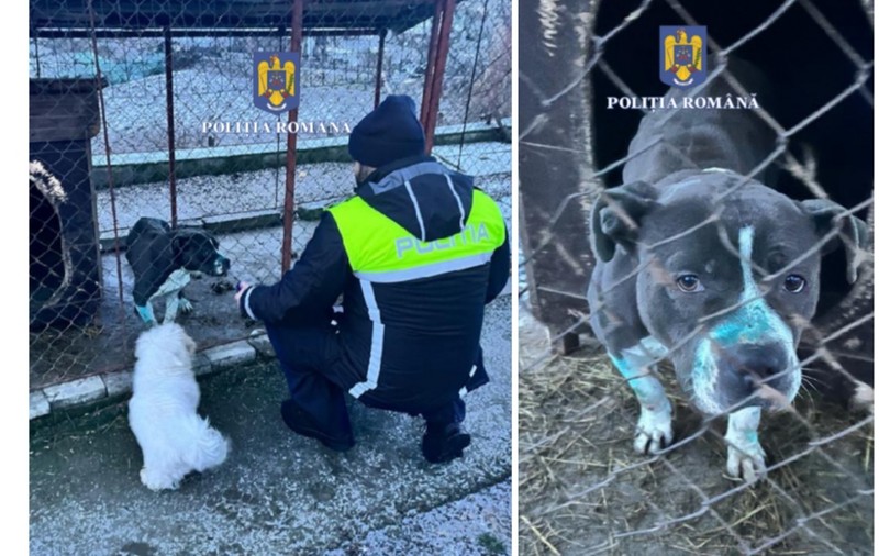 Un bărbat care organiza lupte de câini în Mureș și a tăiat urechile unuia dintre animale, amendat cu 8.000 de lei | FOTO