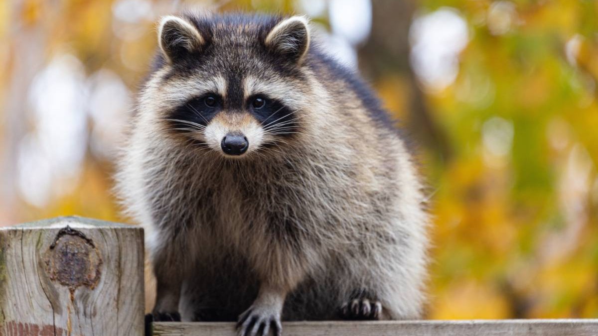 Un raton pe un gard într-o pădure, animalul privește direct în cameră