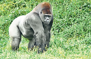 Arhiva foto