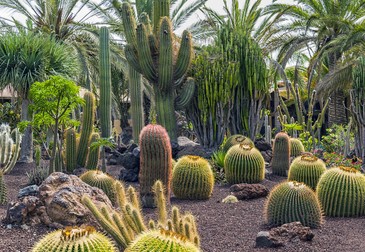 Grădinile de Cactuși