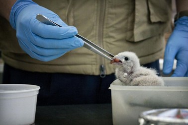 Puii de vultur sunt mândria centrului pentru animale sălbatice de lângă Madrid
