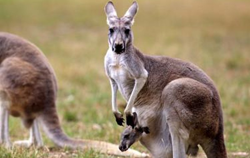 Cangurii vor fi împuşcaţi și vor servi drept hrană pentru animalele de companie. Decizia care a stârnit isterie în Australia