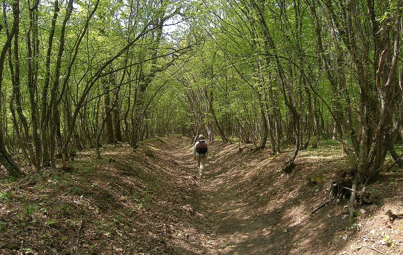Un animal misterios a fost văzut nu foarte departe de România. Autoritățile din Bulgaria sunt în alertă și au închis Parcul Natural Shumen