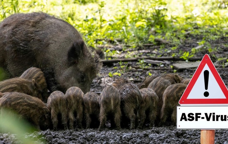Pesta porcină - apariţie, transmitere, prevenţie, tratament. Ce este pesta porcină africană