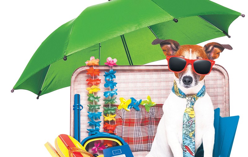 Merge şi el în vacanţă «afară»? Află care sunt regulile pentru călătoria animalelor de companie în străinătate