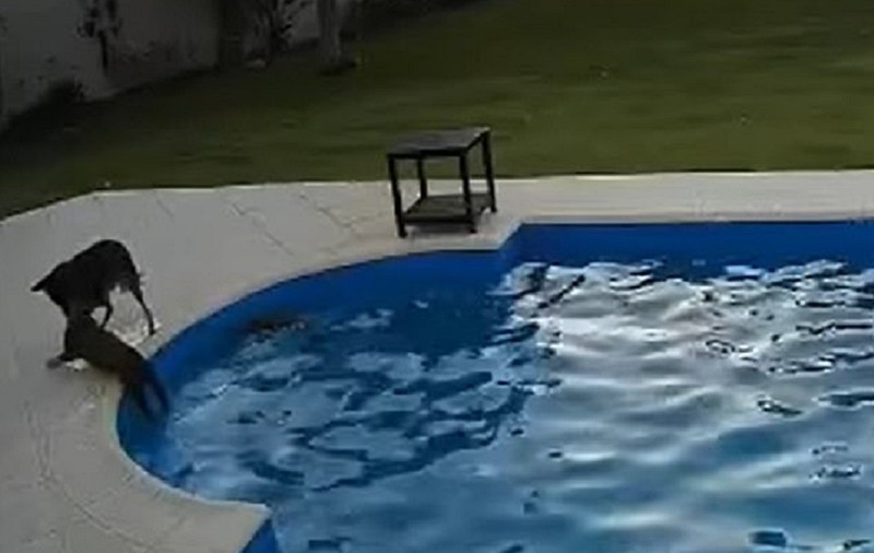VIDEO | Un câine adoptat după ce a fost supus la acte de cruzime a salvat un pitbul nevăzător care căzuse în piscină
