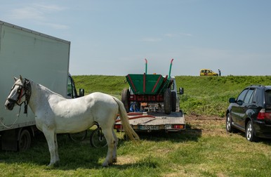 Caii au fost feriți de arșița soarelui în locuri cu umbră