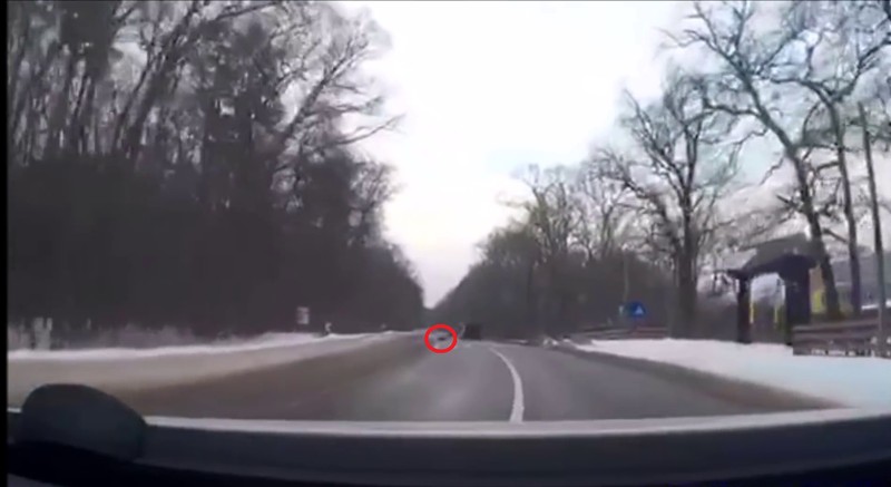 Momentul în care porcul a căzut din remorca mașinii