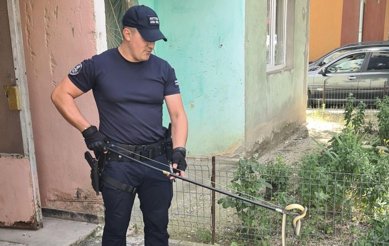 Şarpe de peste un metru, găsit la intrarea într-un bloc din Drobeta-Turnu Severin. Un localnic a sunat la 112