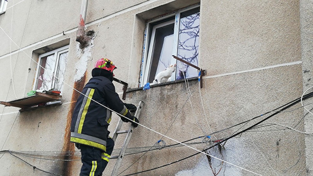 Pompierii din Vaslui, mobilizați pentru salvarea unei pisici prinsă într-o fereastră batantă
