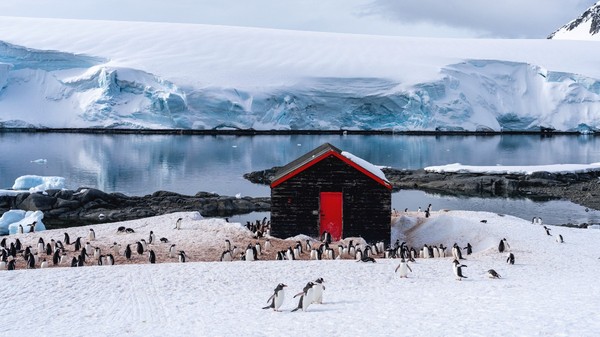O cabană din lemn de culoare închisă, cu o ușă roșie, amplasată pe un țărm înzăpezit din Antarctica, unde se află o colonie numeroasă de pinguini, pe fundalul apelor înghețate și al unui ghețar masiv.