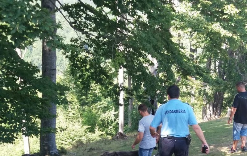 Urs salvat de la moarte de jandarmii montani după ce a rămas captiv într-un gard de sârmă ghimpată