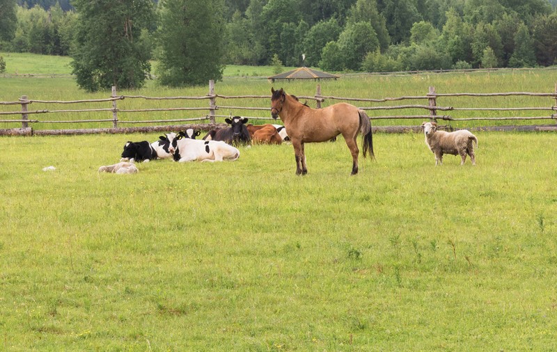 Carnea de cal - unde se mănâncă. Rețete cu carne de cal
