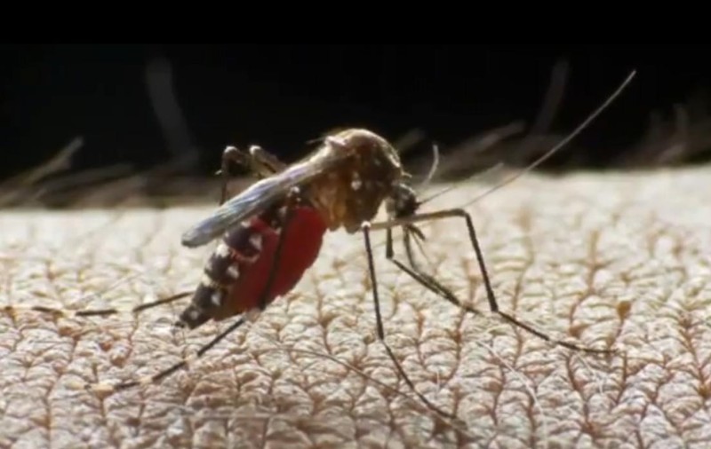 Incredibil! Ţânţari produşi în laborator, care îşi ucid puii, pentru a nu răspândi un virus