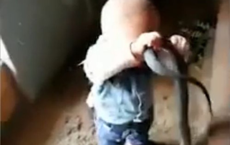 VIDEO | Momentul înfiorător în care un copil de nici 2 ani se joacă cu un șarpe uriaș în fața părinților lui